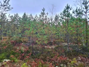 В Нижегородской области проведут уход за молодыми лесными насаждениями на площади свыше 4,5 тысячи гектаров